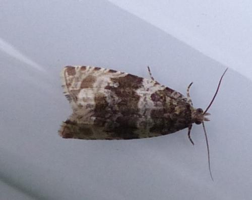 Orthotaenia undulana